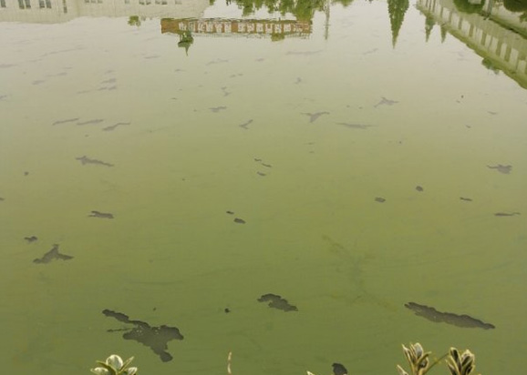 南京市上海鐵路局橋工段大院魚塘藍藻爆發(fā)治理項目
